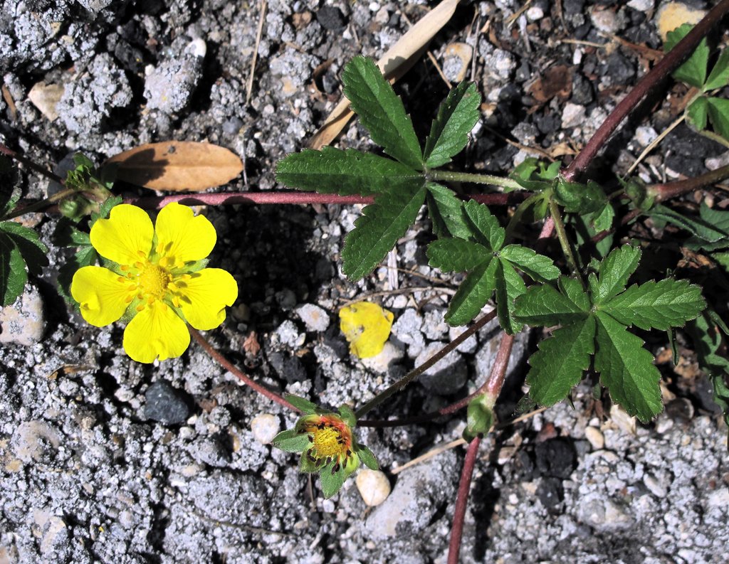 Potentilla reptans